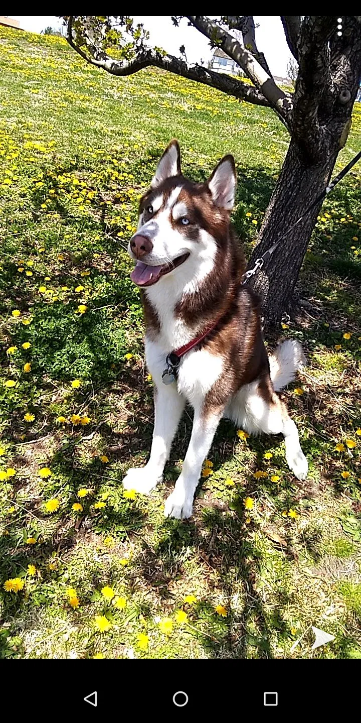 Lost dog in Sparks, NV, 89431