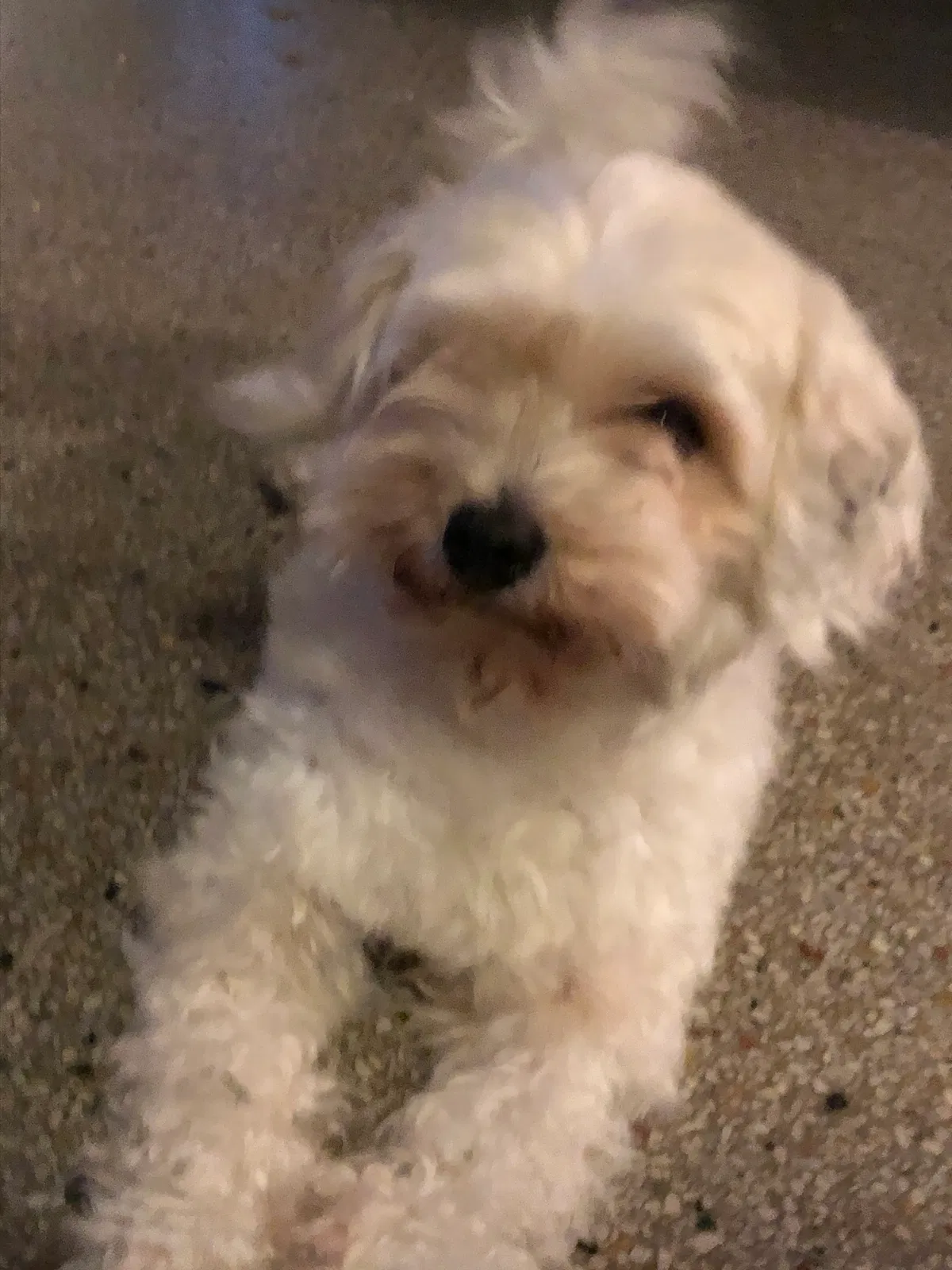 Lost dog in Tampa, FL, 33614