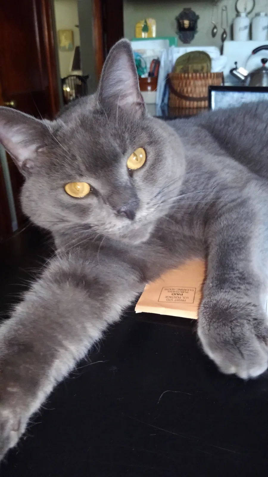 Lost cat in Chicopee, MA, 1020
