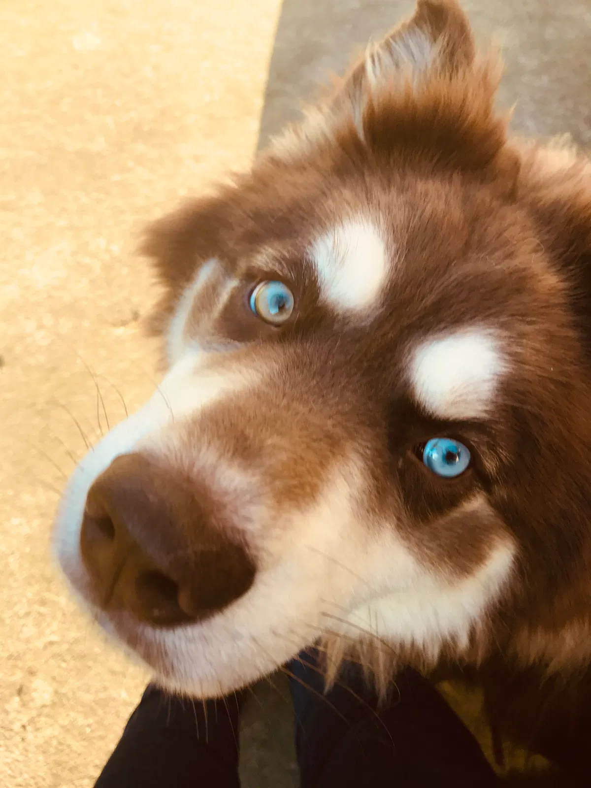 Lost dog in Fort Bragg, NC, 28307