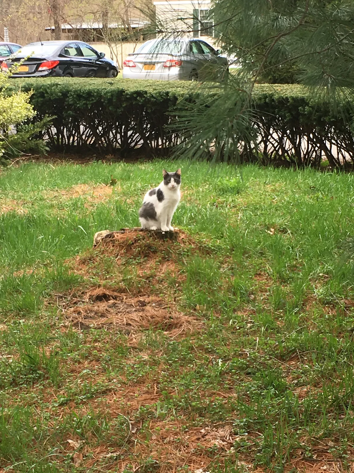 Lost cat in Altamont, NY, 12009