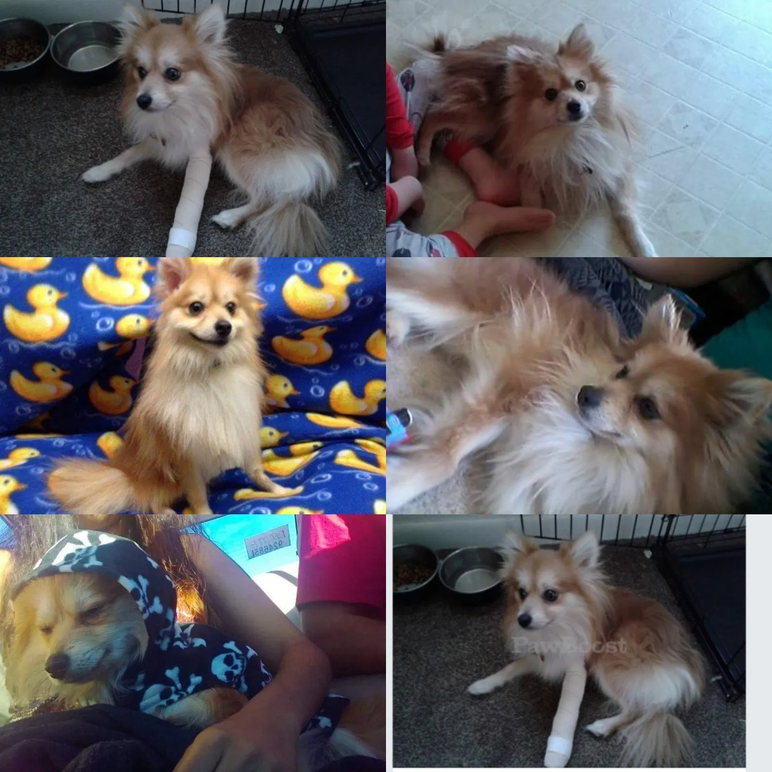 Lost dog in Greeley, CO, 80634