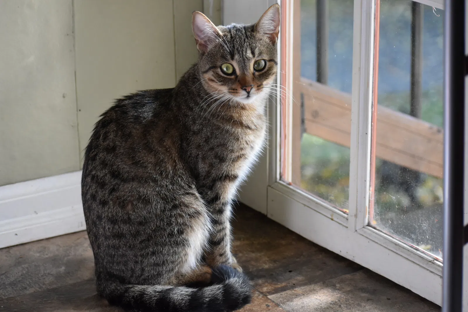 Lost cat in Chicopee, MA, 1020