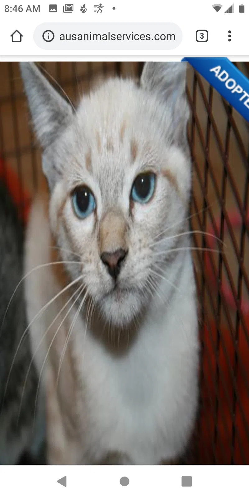 Lost cat in Modesto, CA, 95358