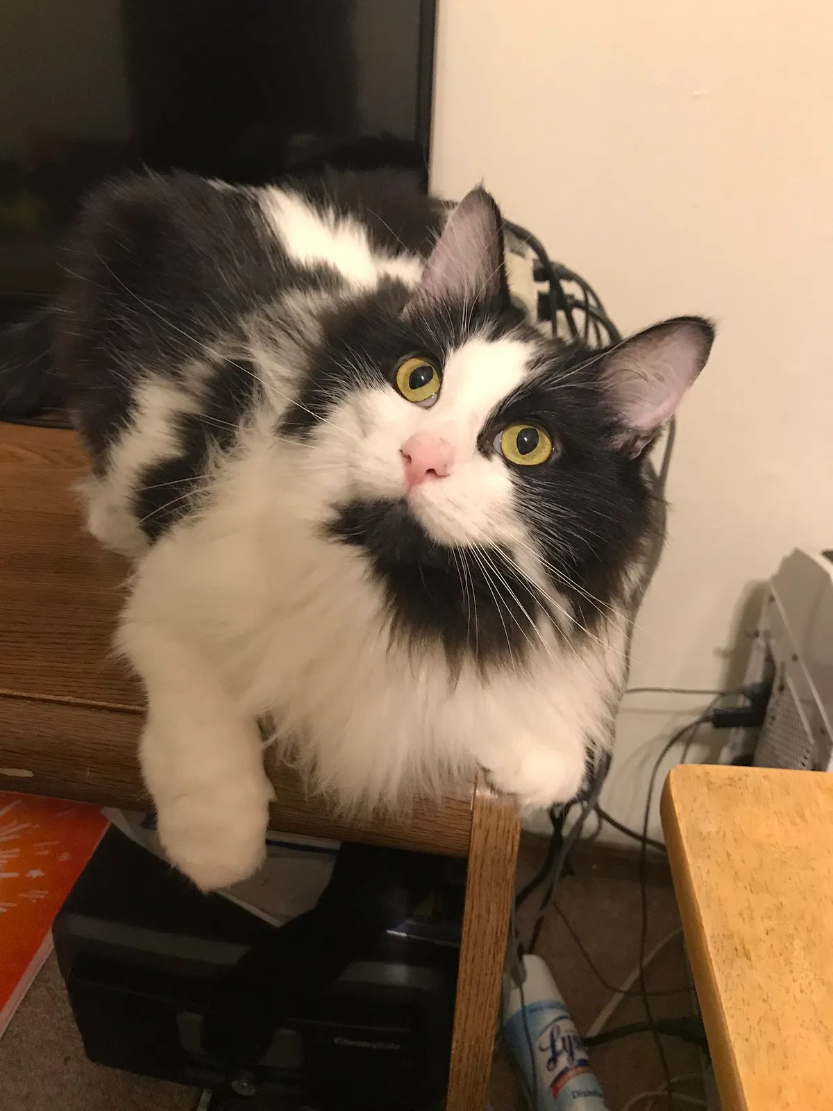 Lost cat in Fayetteville, AR, 72703