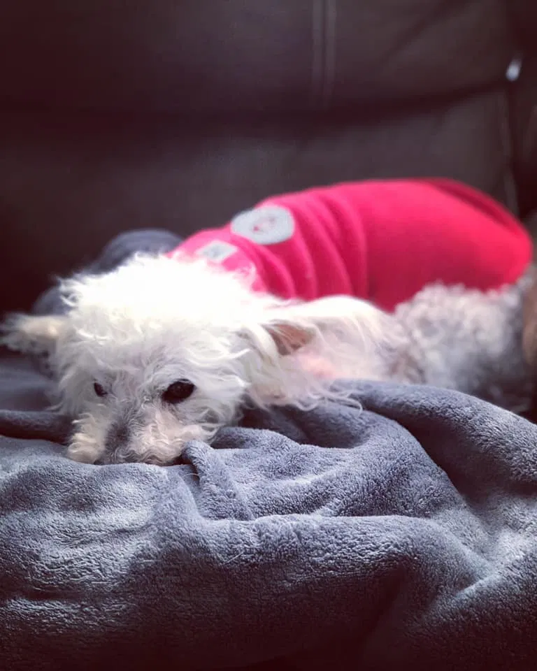 Lost dog in South Lyon, MI, 48178