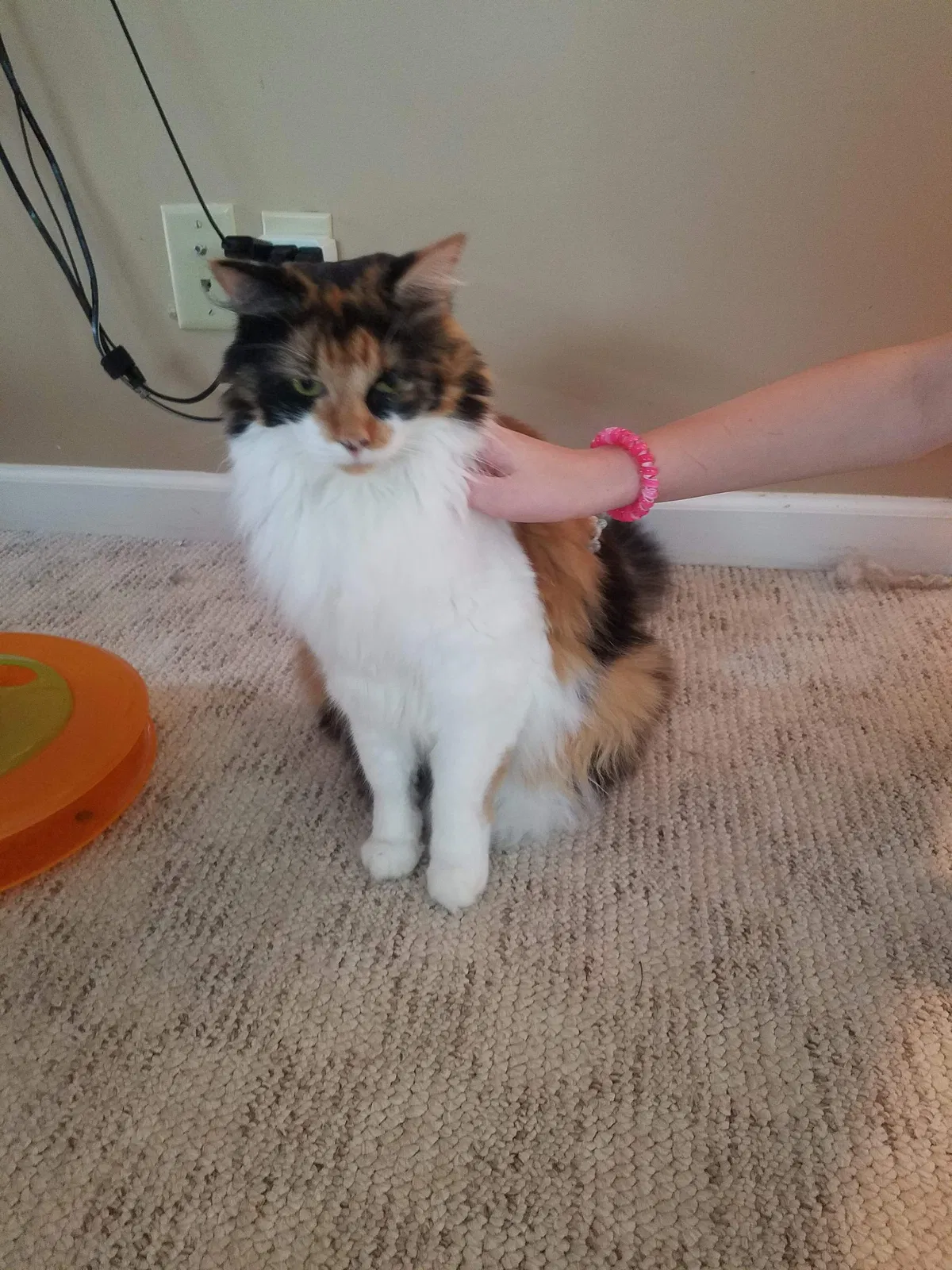 Lost cat in Greenville, SC, 29609