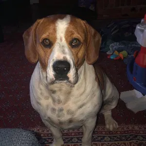 Lost dog in Taylors, SC, 29687