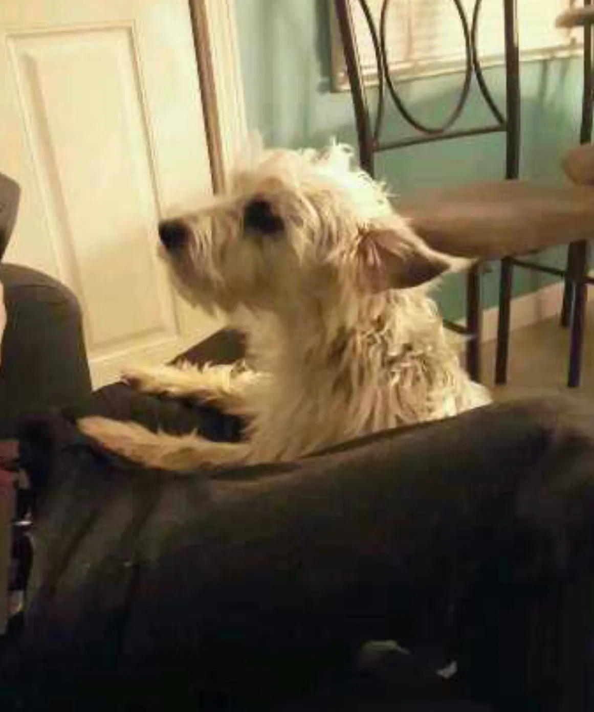 Lost dog in Rockford, IL, 61109