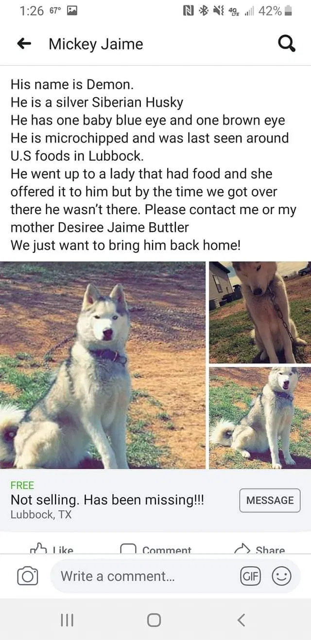 Lost dog in Lubbock, TX, 79407
