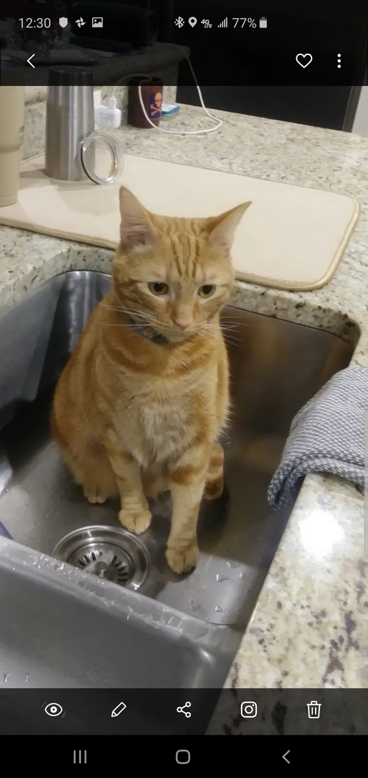Lost cat in Huntsville, AL, 35802