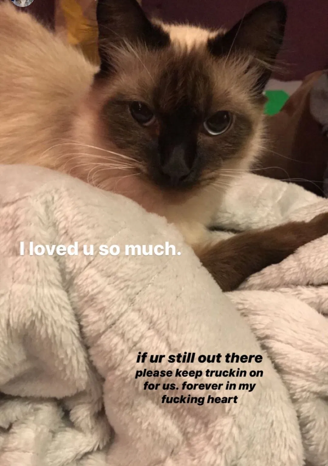 Lost cat in Ringgold, GA, 30736