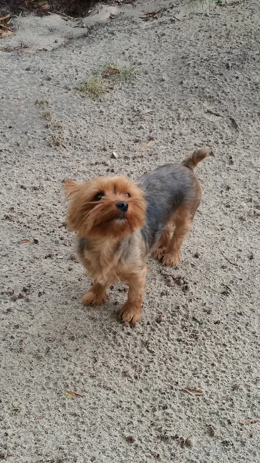 Lost dog in Fayetteville, NC, 28304