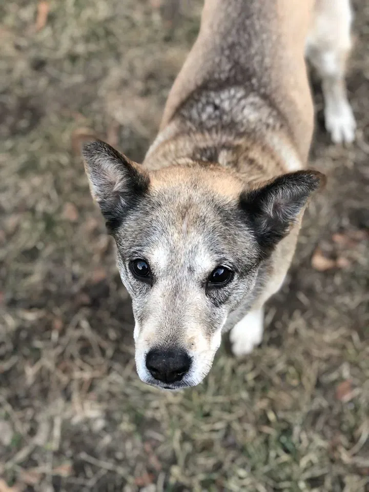 Lost dog in Port Jervis, NY, 12771