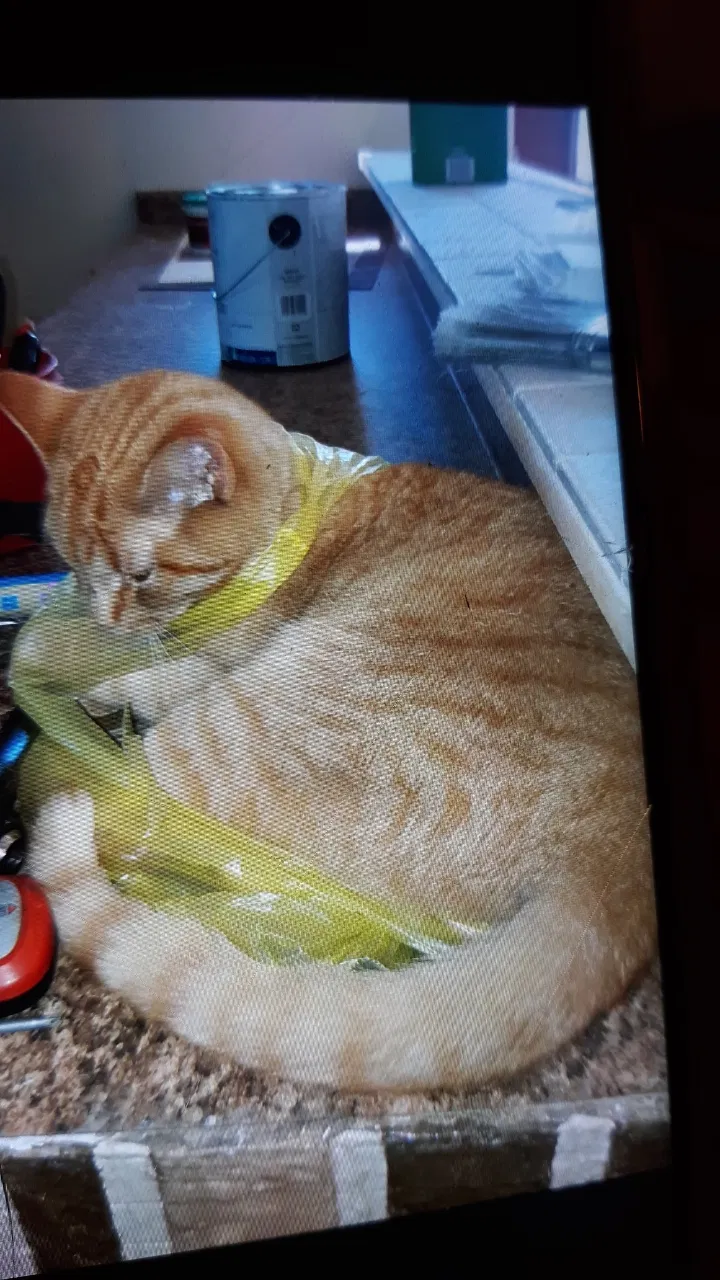 Lost cat in Clinton, TN, 37716