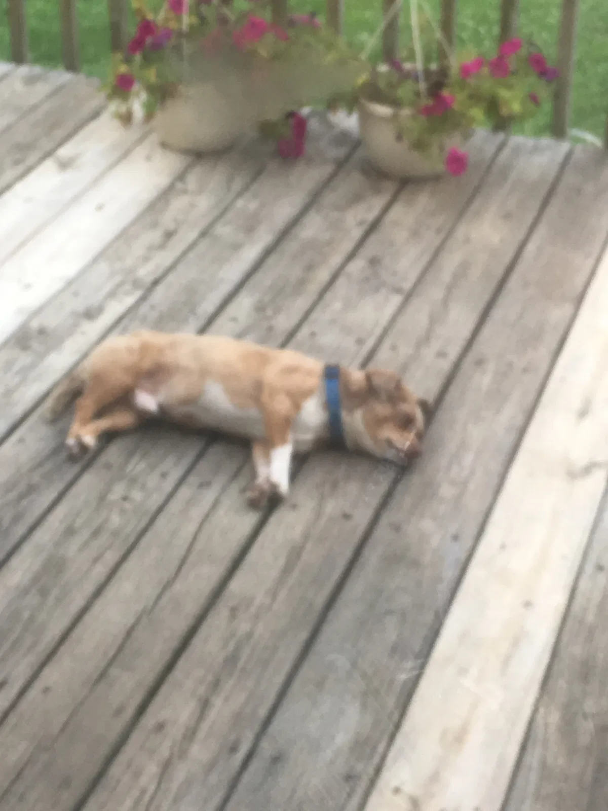 Lost dog in Sherrills Ford, NC, 28673