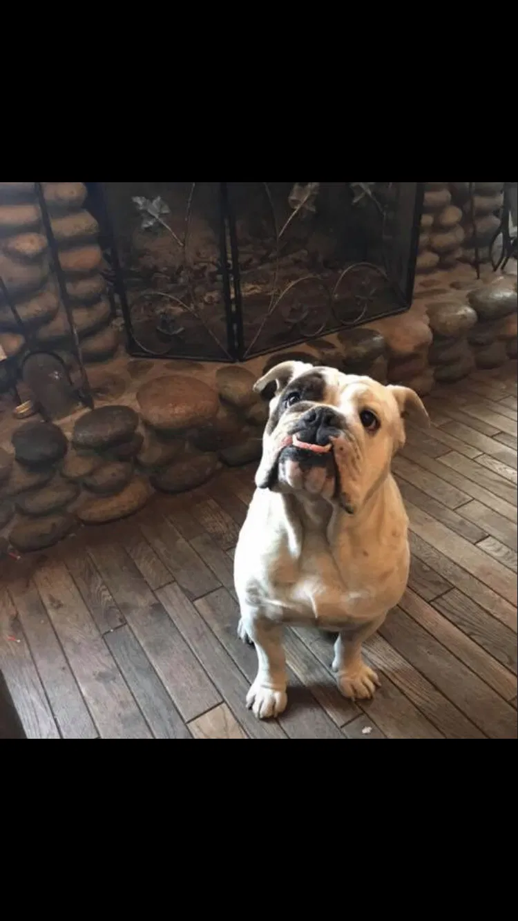 Lost dog in Lake Elsinore, CA, 92530