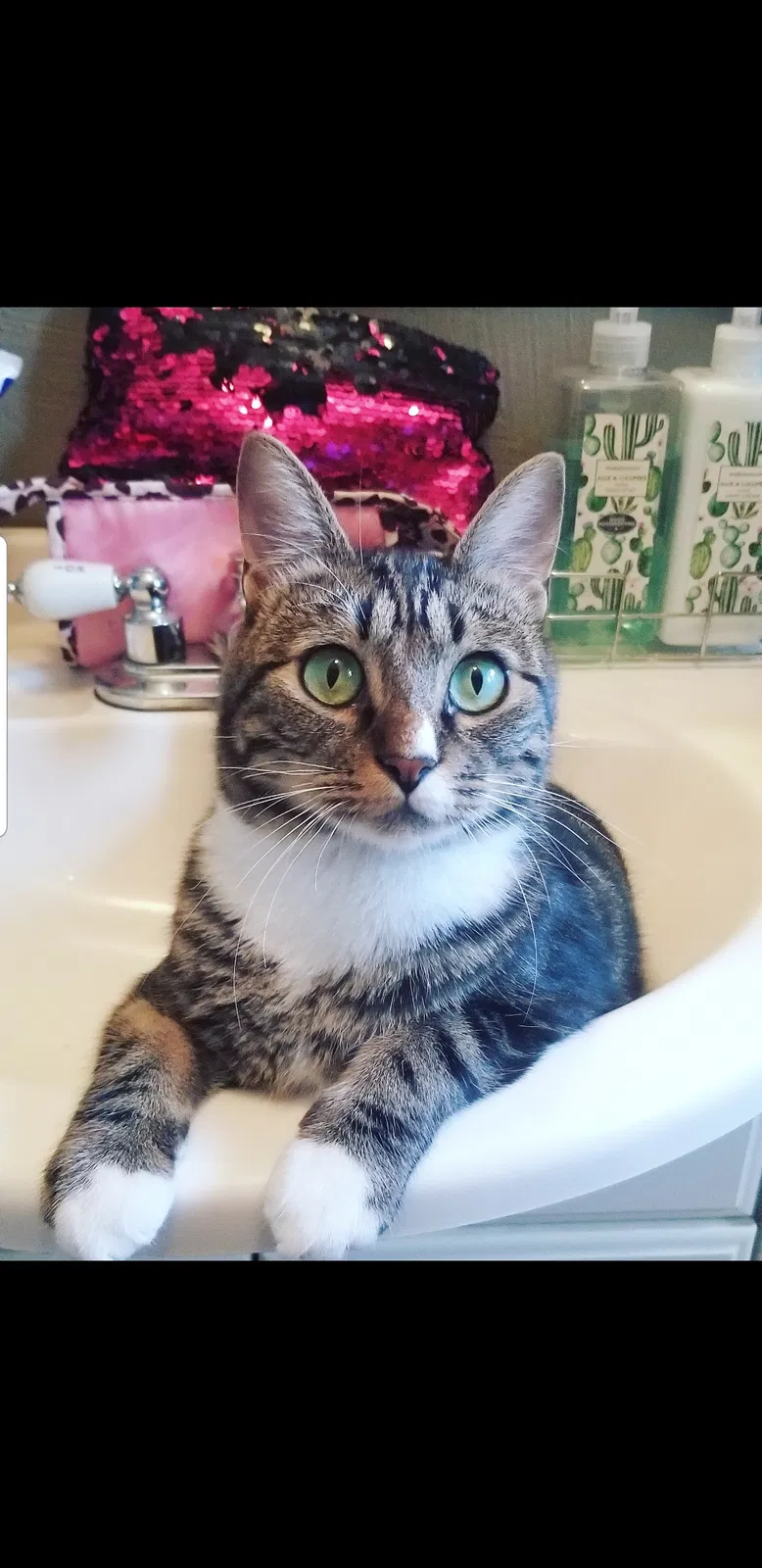 Lost cat in Eaton, CO, 80615