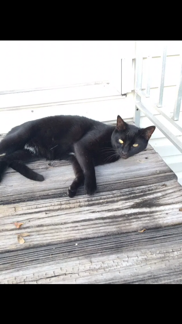 Lost cat in Cape Coral, FL, 33904