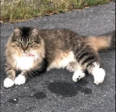 Lost cat in Natick, MA, 1760