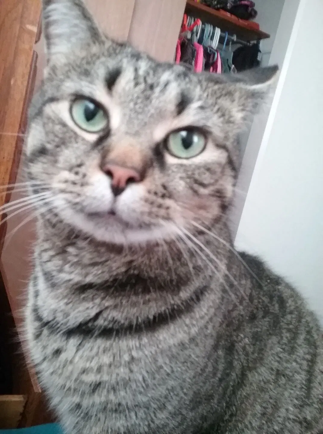 Lost cat in Huntington, IN, 46750