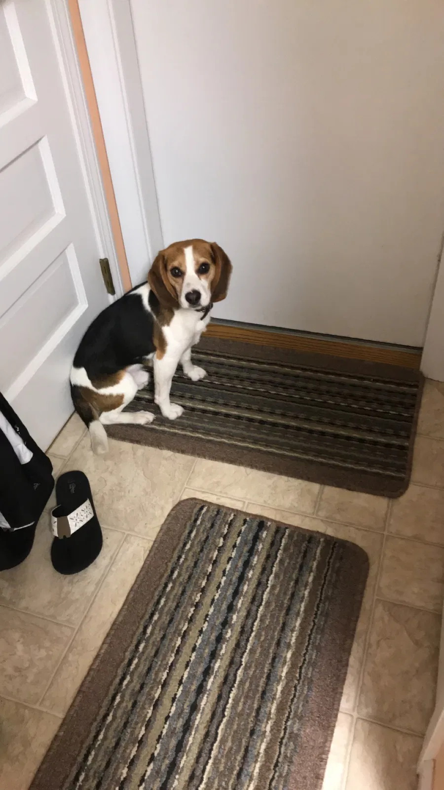 Lost dog in Oxford, CT, 6478