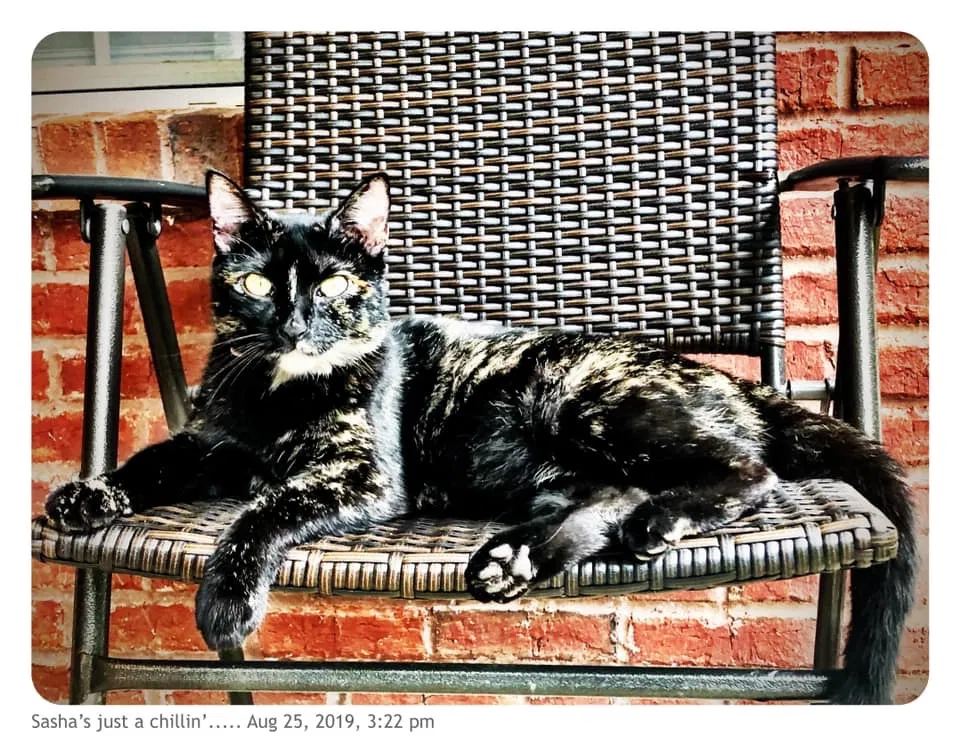 Lost cat in Mobile, AL, 36695