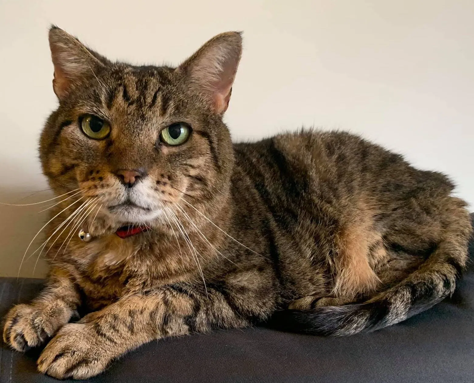 Lost cat in Chichester, NH, 3258