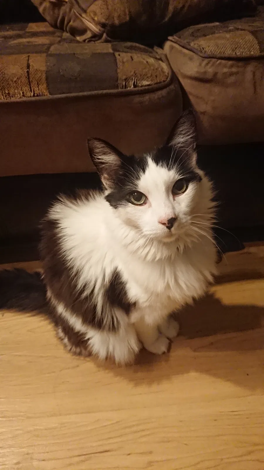 Lost cat in Los Angeles, CA, 90045