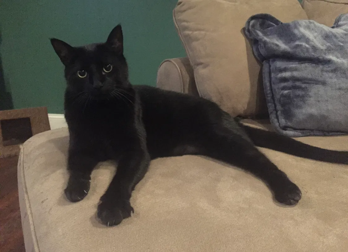 Lost cat in Catonsville, MD, 21228