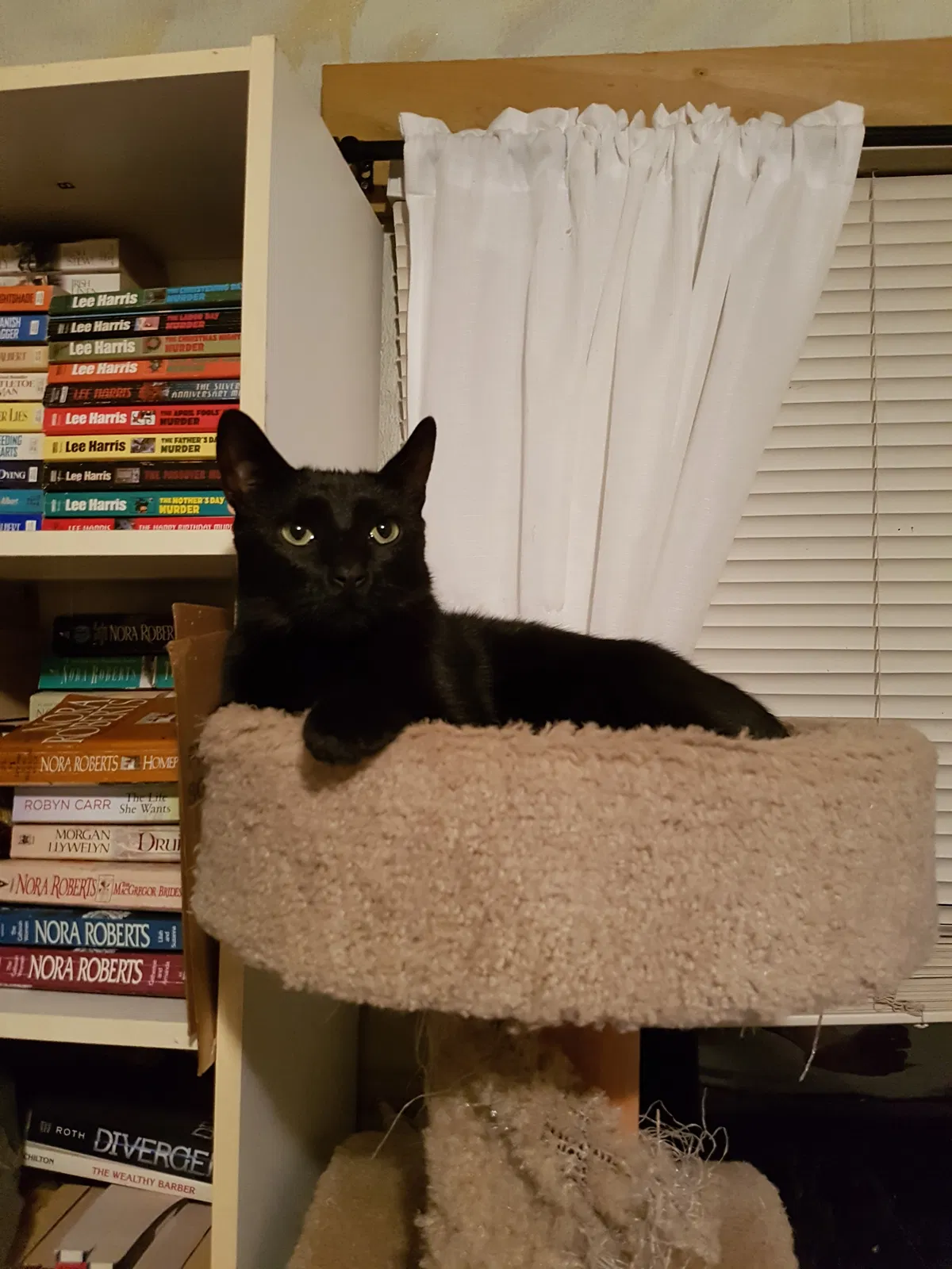 Lost cat in Temple, TX, 76501