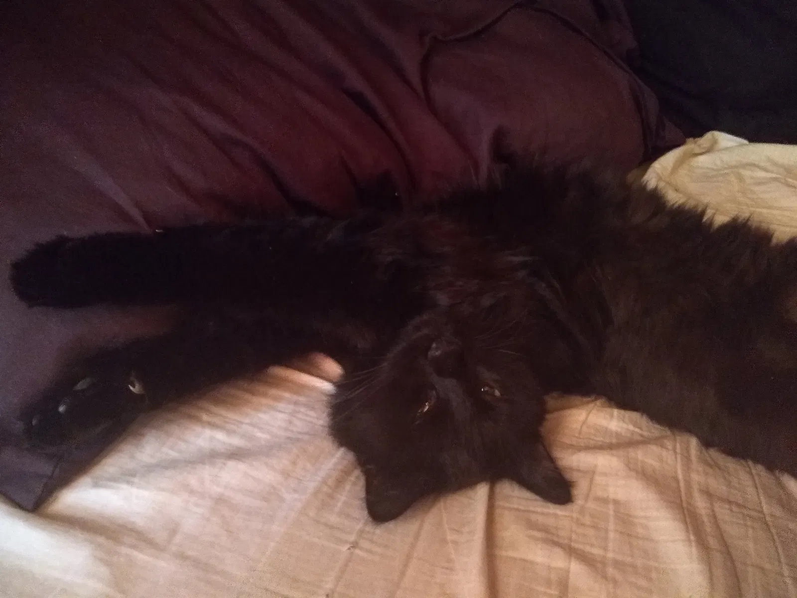 Lost cat in Petaluma, CA, 94952