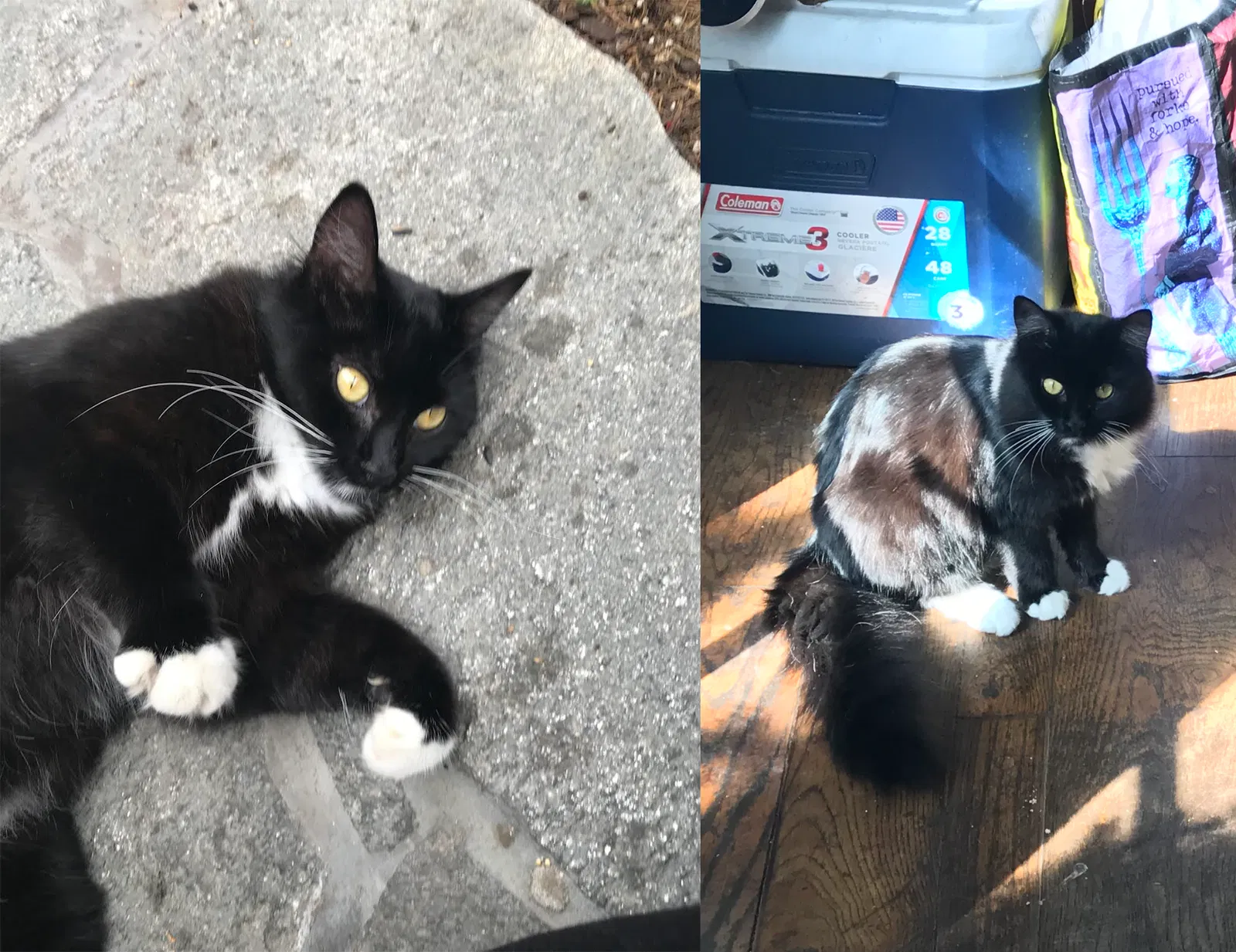 Lost cat in Manhattan Beach, CA, 90266