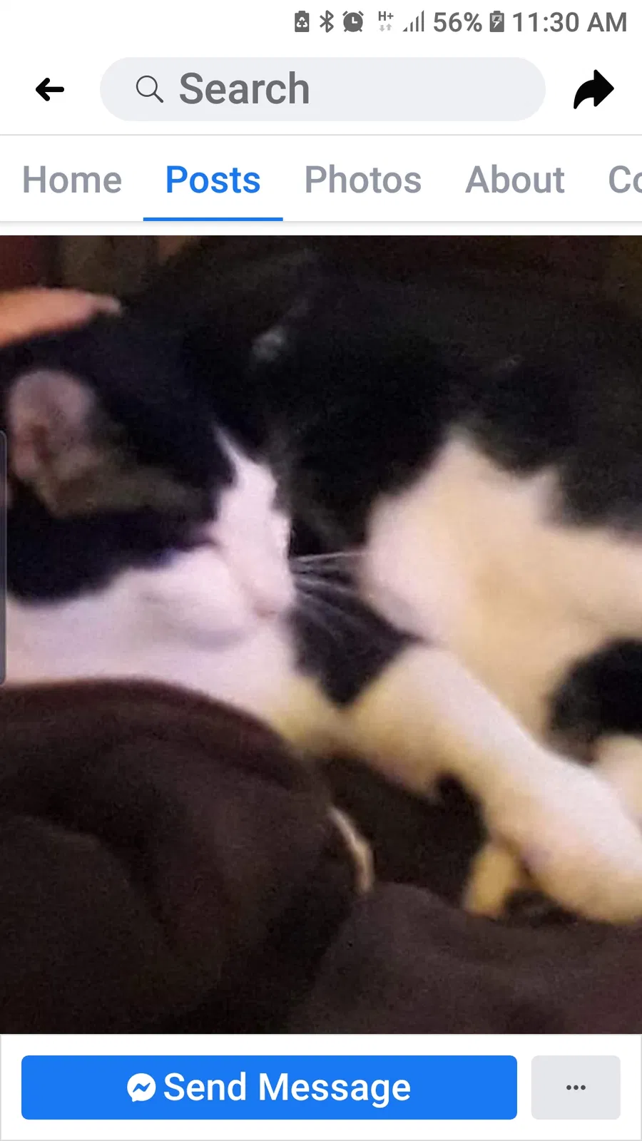 Lost cat in Nederland, TX, 77627
