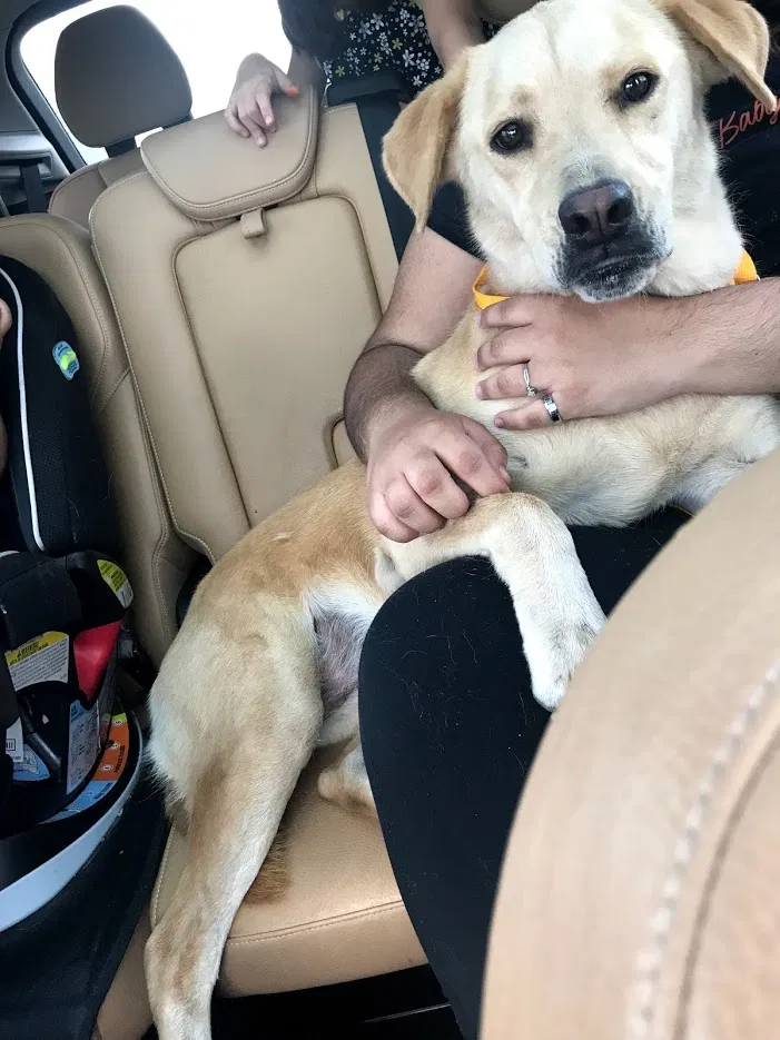 Lost dog in Donna, TX, 78537
