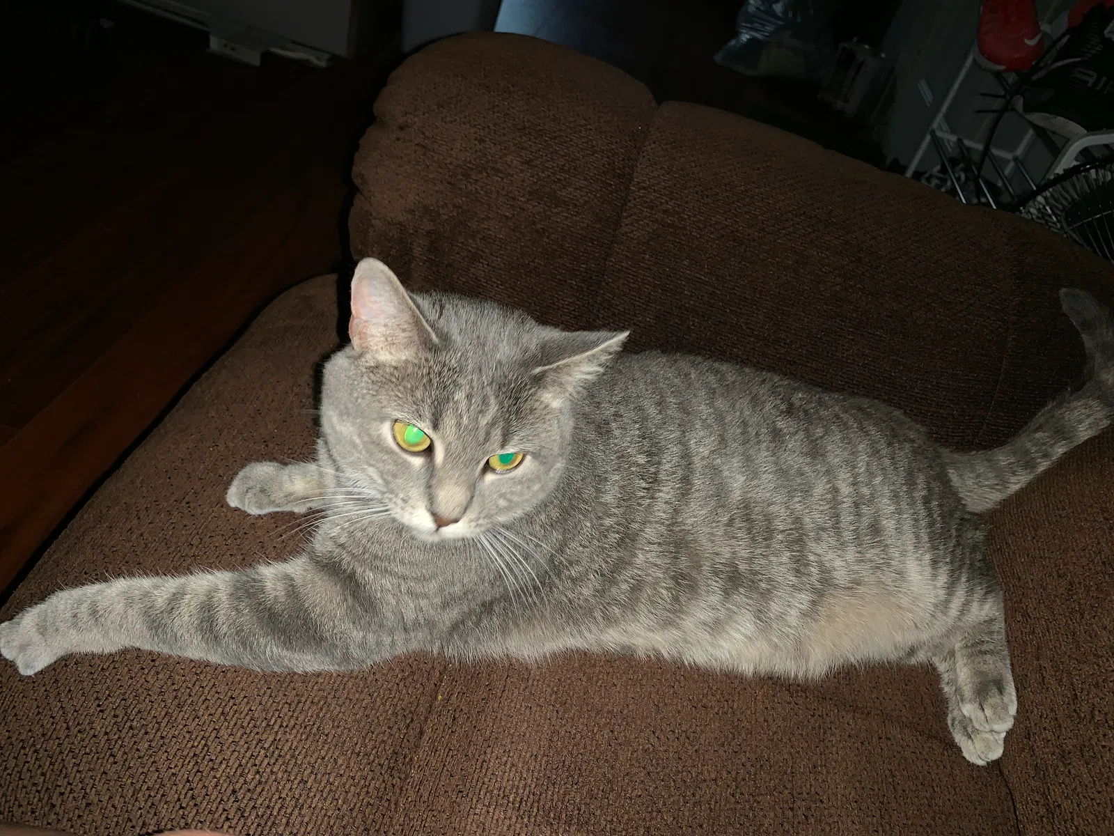 Lost cat in Sioux Falls, SD, 57107