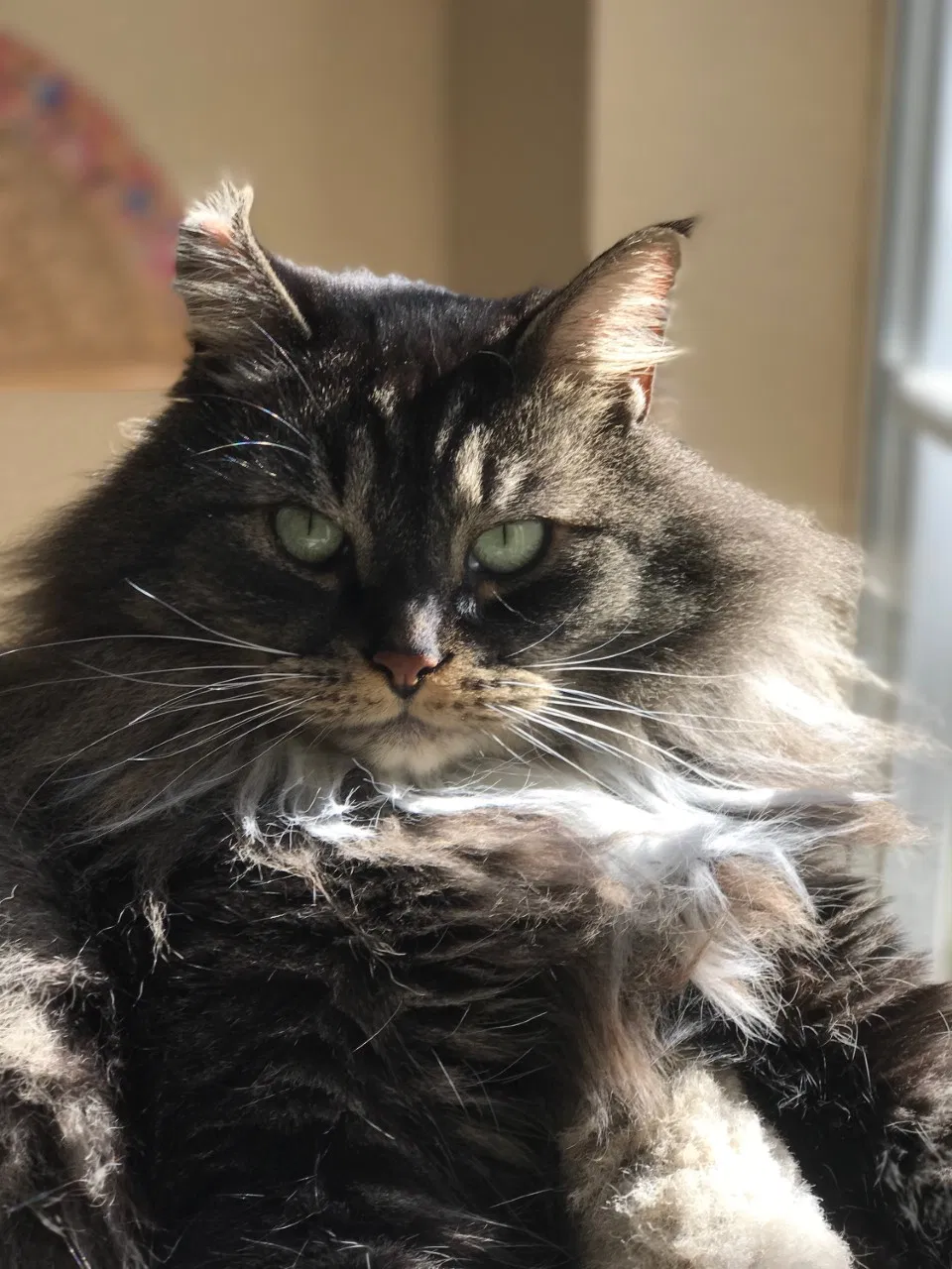 Lost cat in Lynnwood, WA, 98087