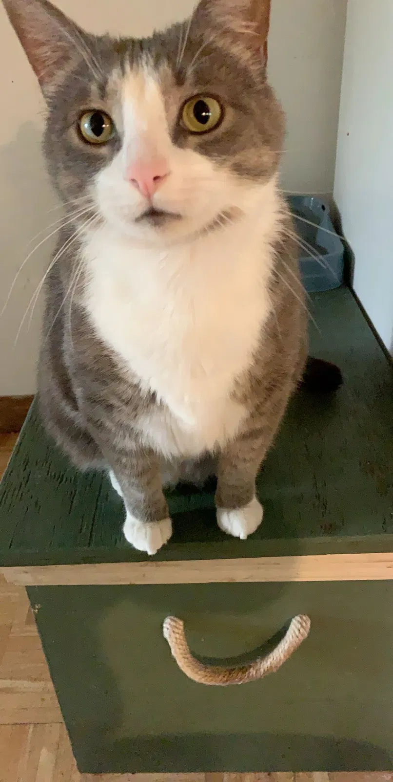 Lost cat in Fredericksburg, PA, 17026