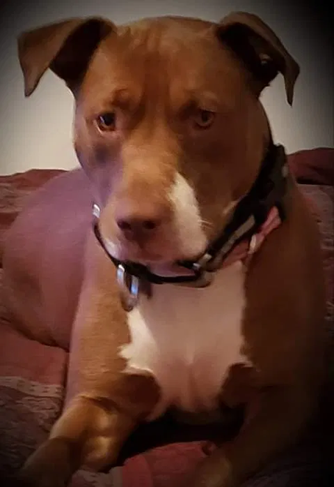 Lost dog in Huntington, WV, 25704