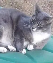 Lost cat in Eugene, OR, 97402