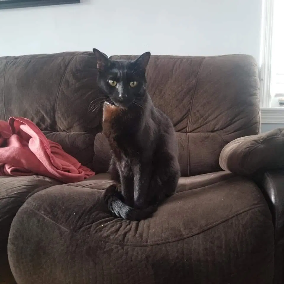 Lost cat in Cleveland, OH, 44129