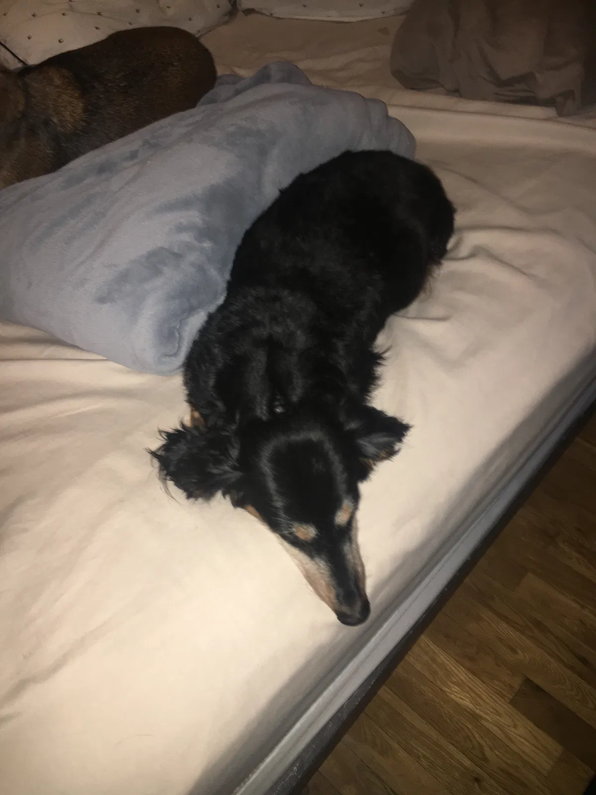 Lost dog in Port Charlotte, FL, 33953