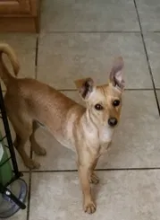 Lost dog in Rosemead, CA, 91770