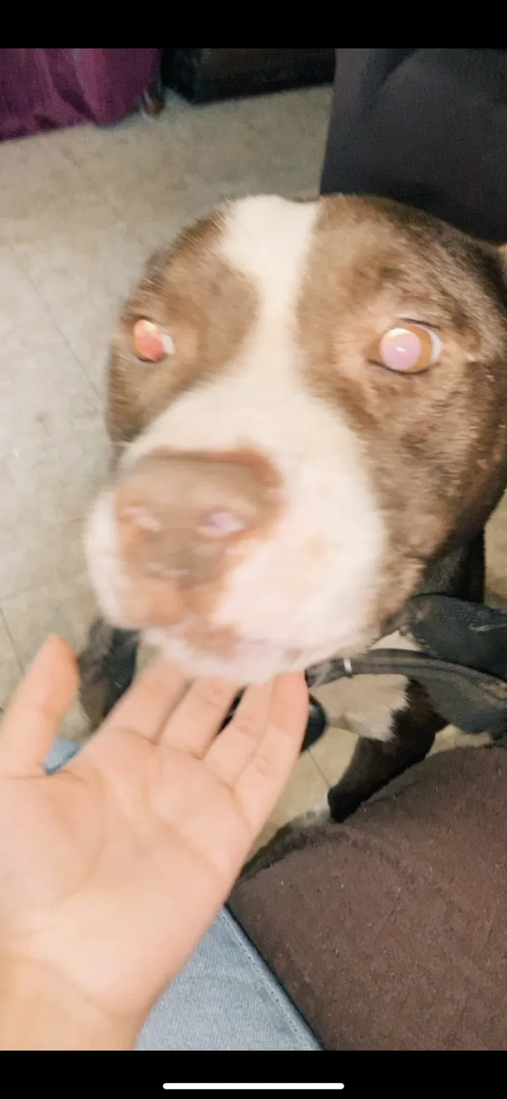 Lost dog in Dobson, NC, 27017