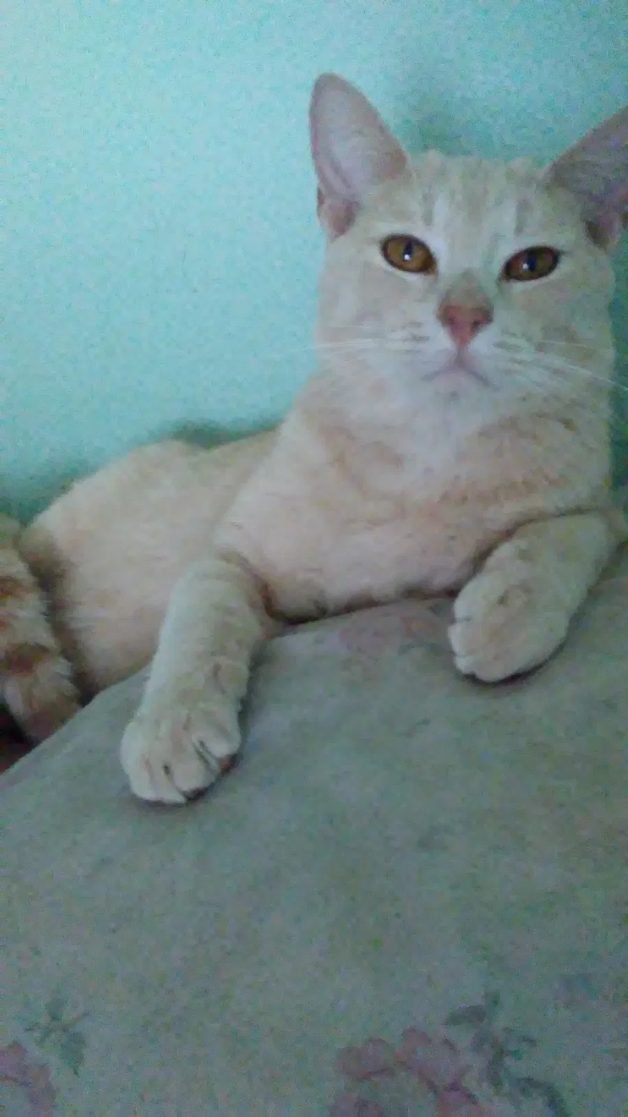 Lost cat in Prairie Du Rocher, IL, 62277