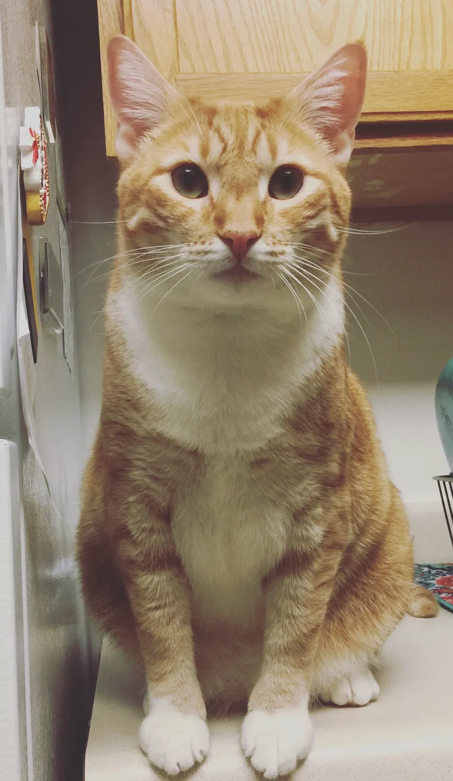 Lost cat in Fayetteville, NC, 28306