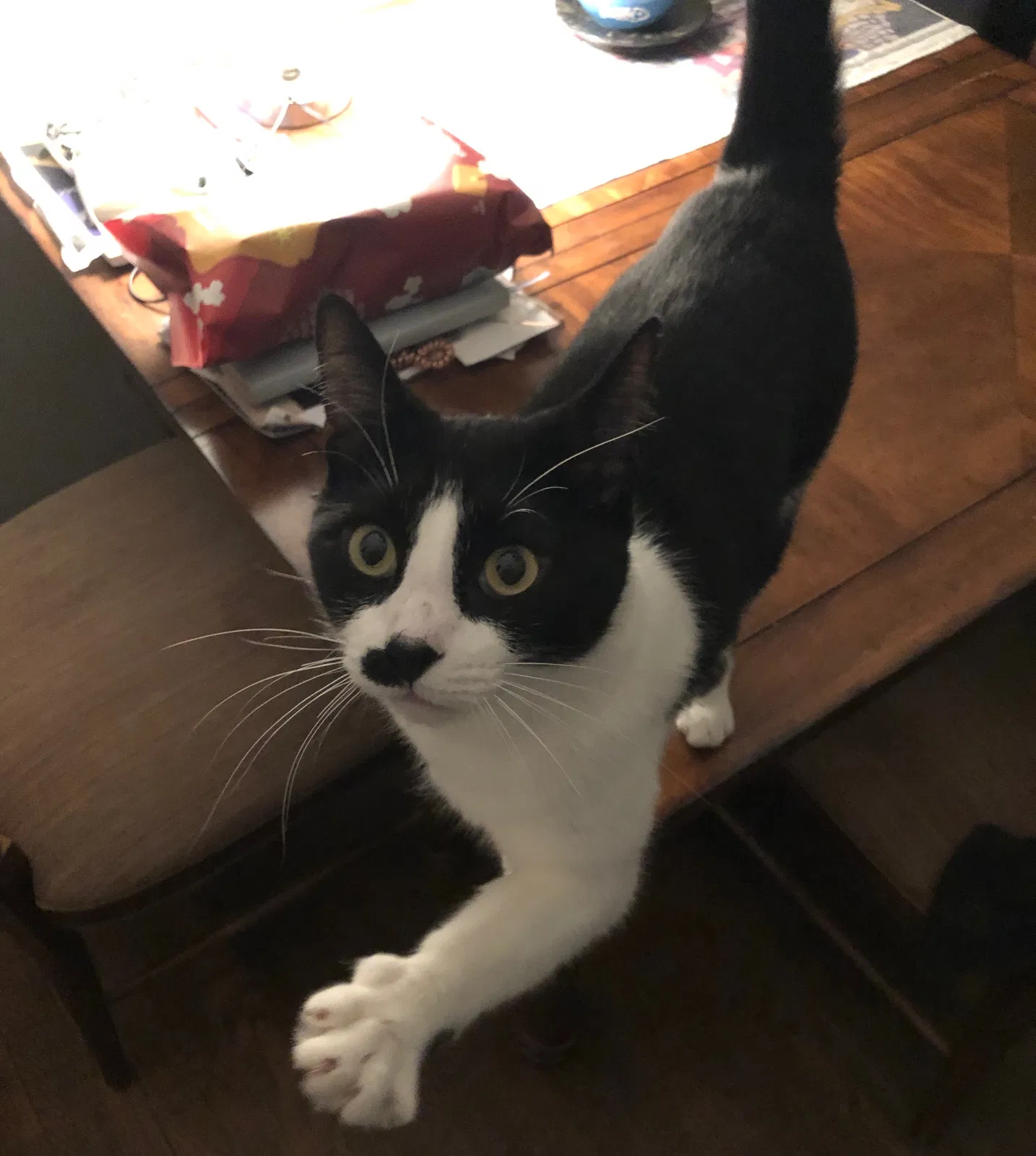 Lost cat in Atlanta, GA, 30308