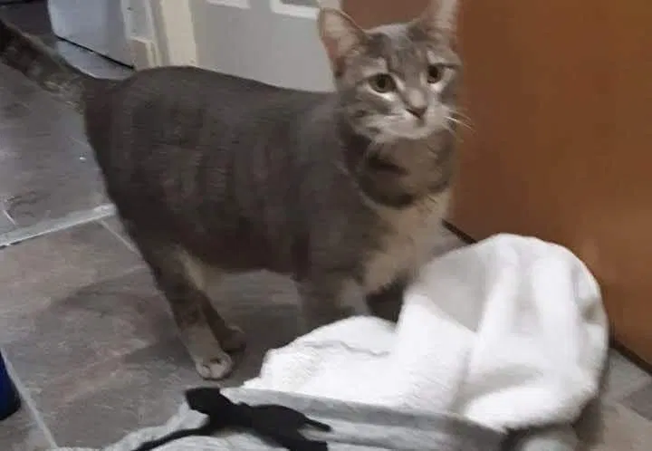 Lost cat in Racine, WI, 53404