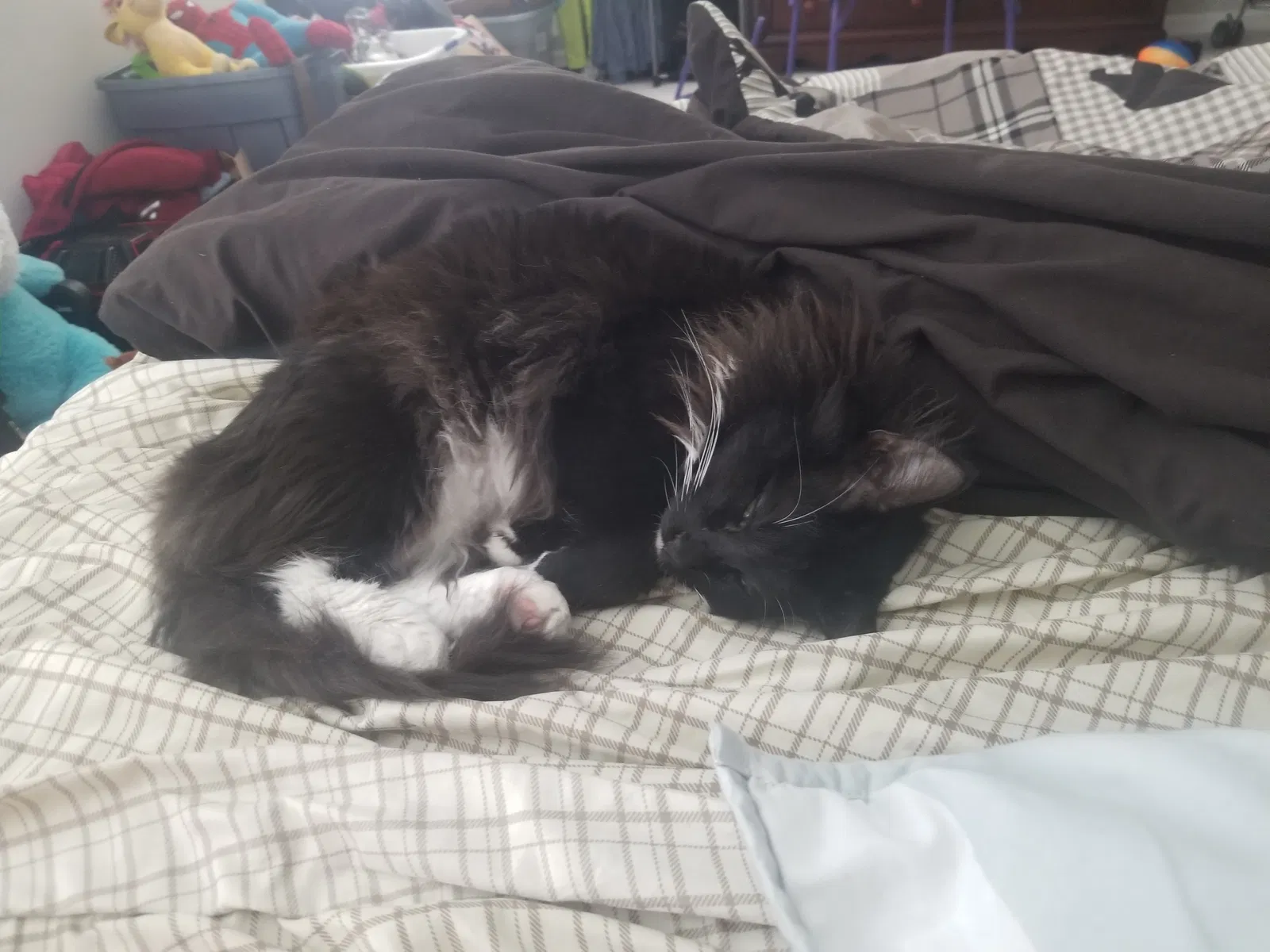 Lost cat in Wimauma, FL, 33598