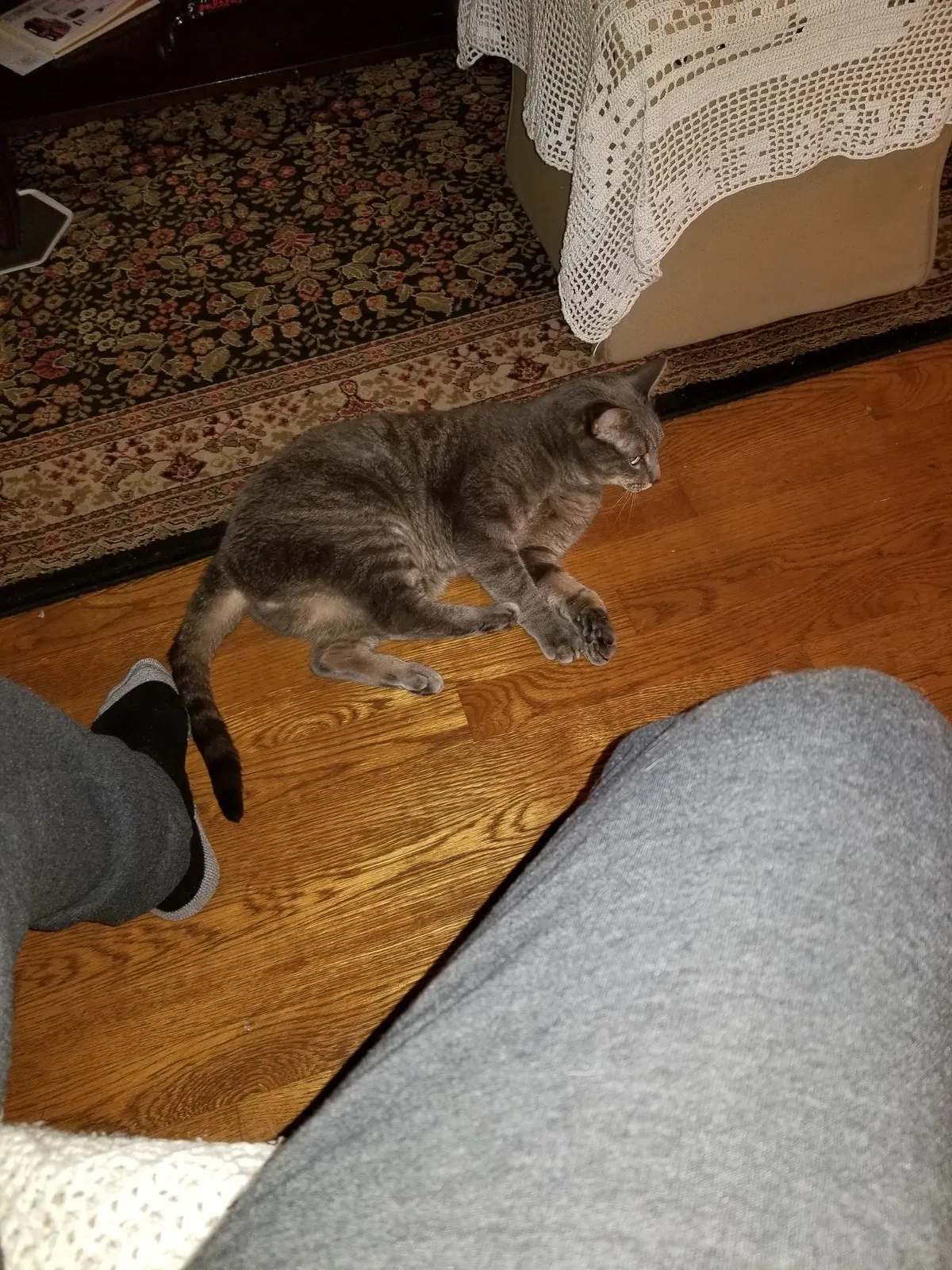 Lost cat in Grantville, PA, 17028